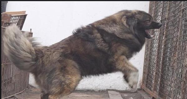 如何用六种小方法教育好高加索犬（宠物教育必备技巧，让高加索犬成为你的忠实伙伴）