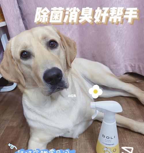 宠物消毒指南（如何保护宠物健康）