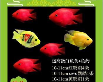 元宝红饲养指南（了解元宝红，轻松饲养元宝红的技巧）