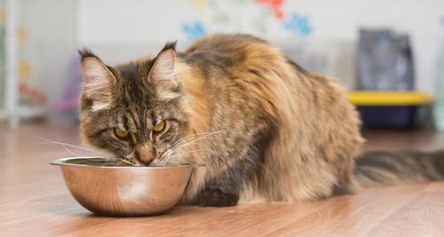 宠物猫咪突然不动不吃不喝，应该怎么办？（如何发现猫咪的身体异常和疾病预防）