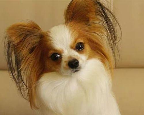 探秘蝴蝶犬的身高体重和饲养技巧（了解蝴蝶犬的理想身高体重、喂养细节、健康考虑和训练建议）