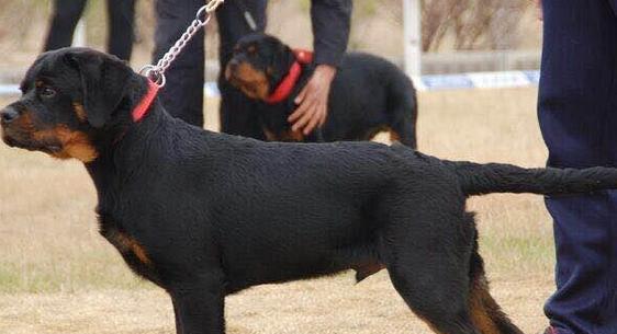 如何让罗威纳犬爱上剪指甲（逐步训练，渐入佳境，）