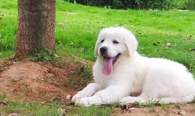 大白熊犬怀孕周期详解（以宠物为主，探究大白熊犬的孕期变化）