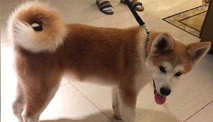 秋田犬美容护理全攻略（教你如何让你的秋田犬健康美丽的成长）