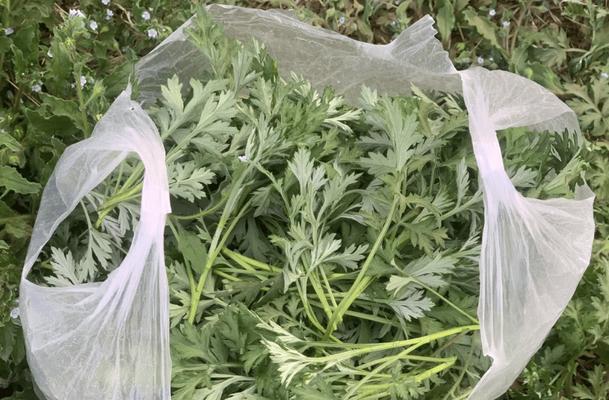 宠物主人必读！如何影响万能梗的食欲？（以15个小技巧帮助您的宠物提高食欲）