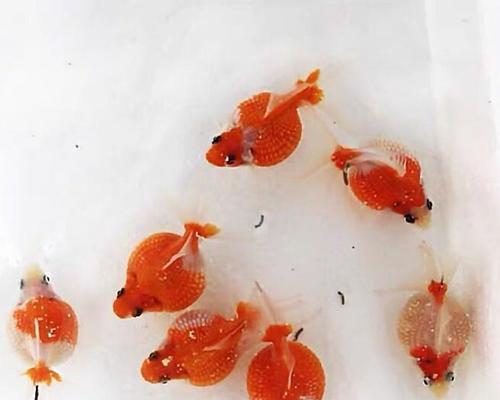红白珍珠鳞饲养技巧大揭秘（如何饲养红白珍珠鳞，快速掌握饲养技巧）