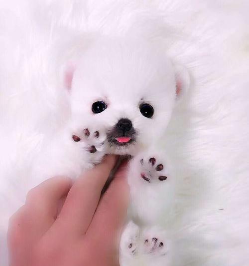 茶杯犬驱虫攻略（宠物健康不容忽视，关注茶杯犬的驱虫细节）