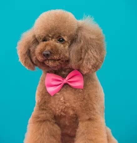 贵宾犬美容技巧（打造最美的贵宾犬）