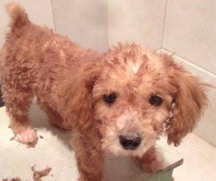 如何应对泰迪犬毛腿色问题（以宠物为主，让你的泰迪犬毛色更美丽）