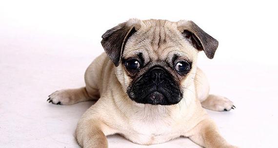 八哥犬寿命有多长？（探究八哥犬的寿命及其影响因素）