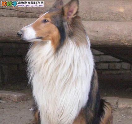 苏格兰牧羊犬的体味问题（探讨苏格兰牧羊犬的气味来源及如何解决）