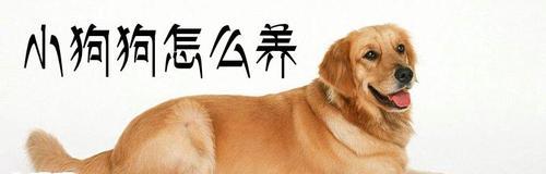 以个性养成方式打造优秀狗狗（掌握关键方法，培养狗狗良好个性）