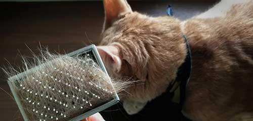 剃毛前，必须了解的猫咪护理知识（注意事项、步骤及工具，让你的猫咪安全剃毛）