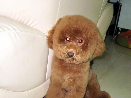 贵宾犬不仅可爱还听话（探究贵宾犬听话的原因和训练方法）