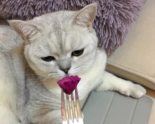 猫咪吃水果，安全与否？（宠物饮食需要注意的几点，帮你更好地照顾猫咪。）