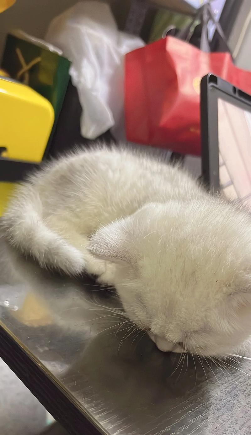 新猫咪到家，隔离多久最合适？（重要的宠物照顾知识与建议，）