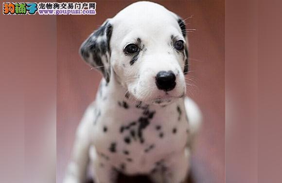 简易美容让你的大斑点犬焕然一新（一步步教你如何为爱宠进行简易美容）