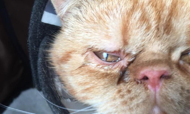 宠物猫眼睛鼻子肿了怎么办（给猫咪治疗肿眼肿鼻的正确方法及药物推荐）