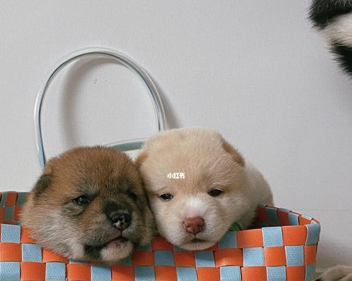 柴犬断奶后的全方位照顾（从饮食、运动到心理，让你的柴犬健康快乐成长）