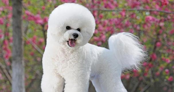 解读比熊犬的机灵性格（了解你的宠物）