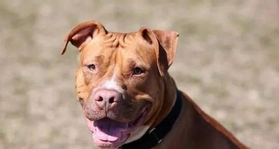 比特犬的饲养方法与注意事项（爱心养犬人士必看，了解比特犬养护的关键）