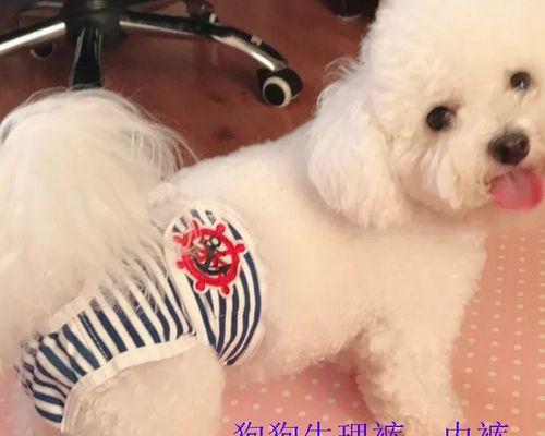 金毛小狗身上的狗味该怎么去除？（宠物养护秘籍，告别难闻气味）