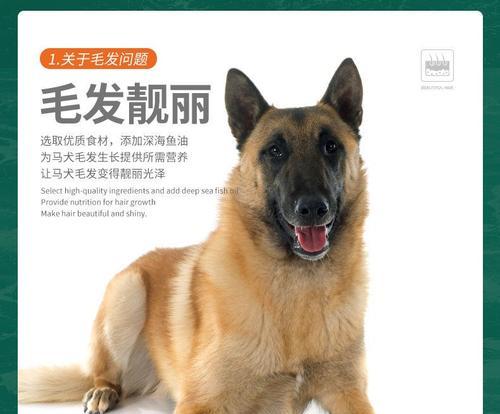 如何有效清除宠物马犬的泪痕（宠物专家教你祛除泪痕，让你的宠物更健康）