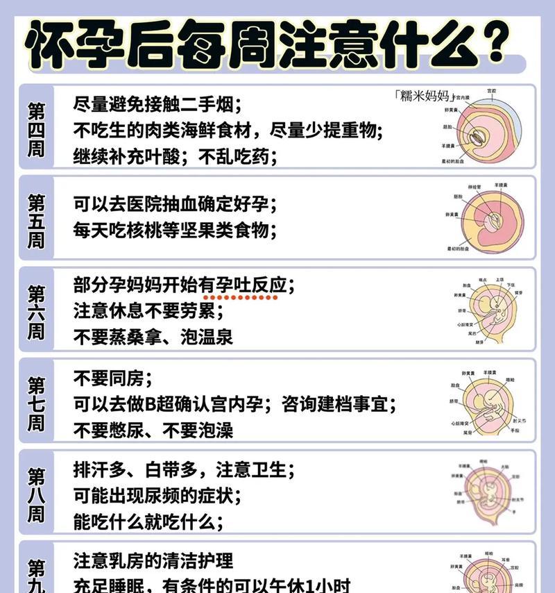 如何饲养怀孕的博美犬？（细节决定成败，从饮食、运动到休息，让你的博美宝宝健康出生！）