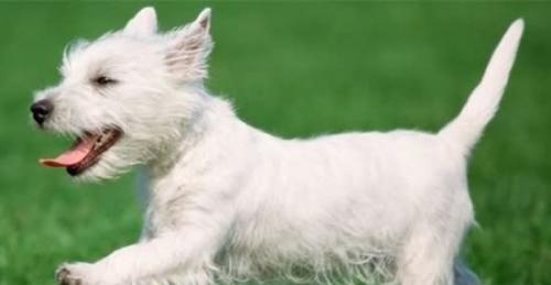 探究犬冠状病毒的特征与防治方法（以宠物为主，保障健康共存）