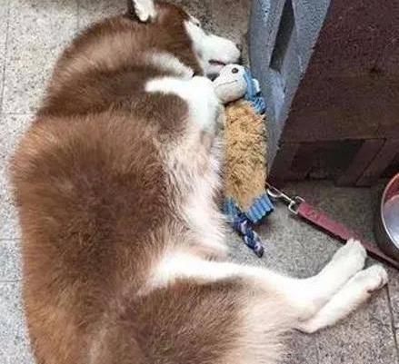 揭秘哈士奇的睡眠习惯（探寻宠物睡眠的奥秘，让你更好地照顾哈士奇）