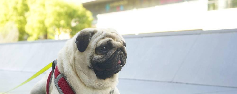 了解巴哥犬（探究巴哥犬的性格特征、如何养护和饲养）