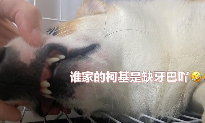小可爱的牙齿护理（以柯基为例，让宠物拥有健康牙齿）