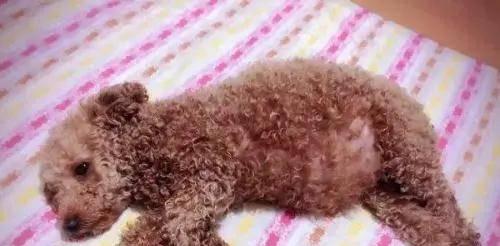 贵宾犬脱毛的原因（探究贵宾犬脱毛现象的成因及应对措施）
