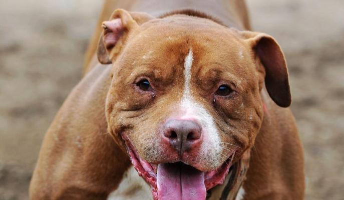 探秘比特犬的性格特点（以宠物为主，了解比特犬的性格特点）