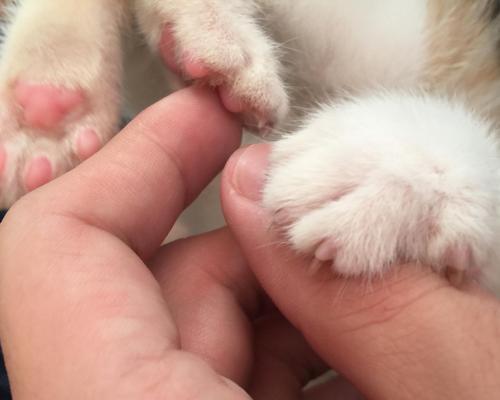 以挠猫咪会叫，猫咪到处挠一直叫的原因（探究猫咪挠人、挠物、挠自己的心理和生理原因）