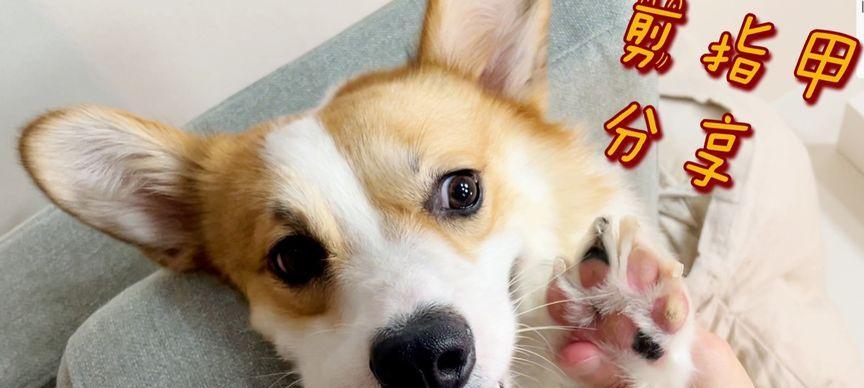 怎样给你的柯基犬修指甲（宠物健康护理技巧——柯基犬指甲修剪）