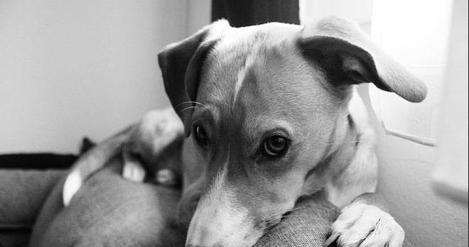 宠物犬嫉妒心理揭秘（探究宠物犬嫉妒心理的表现和原因，帮助主人更好地与宠物相处）