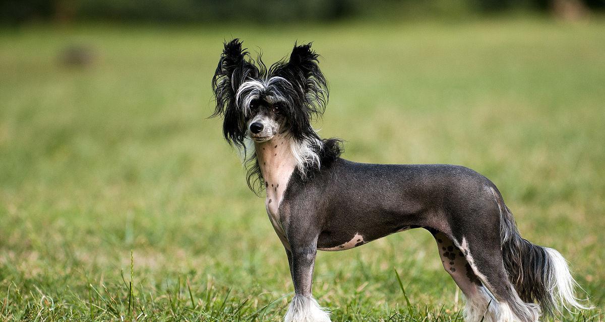 如何训练中国冠毛犬成为好宠物（掌握这些技巧，让您的冠毛犬变得听话亲人）