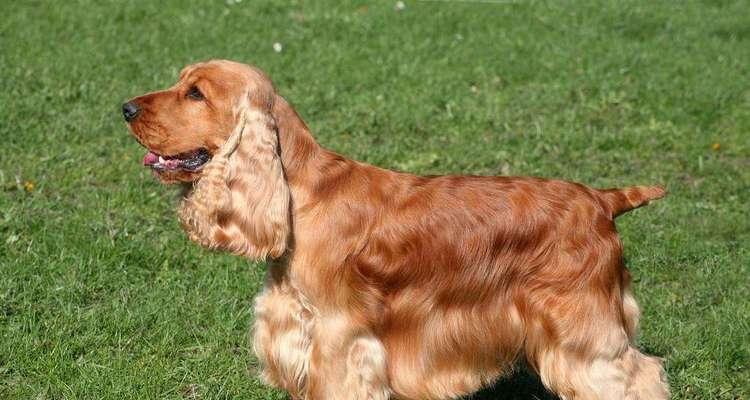 可卡犬洗澡时段的选择（宠物犬洗澡时间表，以可卡犬为例）