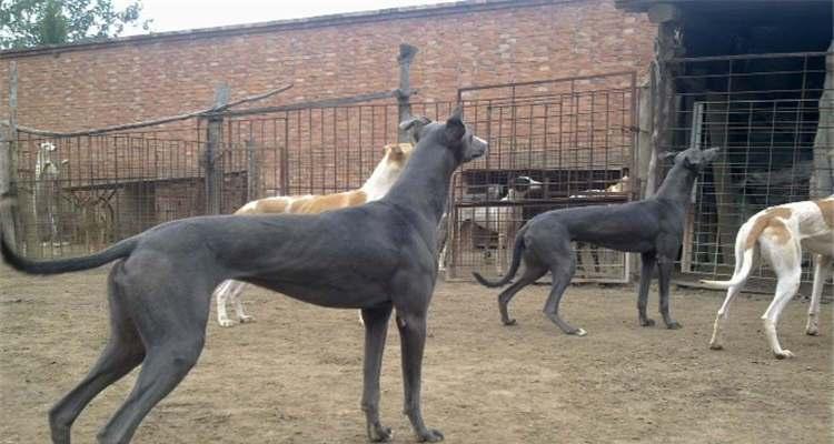 如何训练你的猎兔犬（打造一只听话懂事的宠物犬）