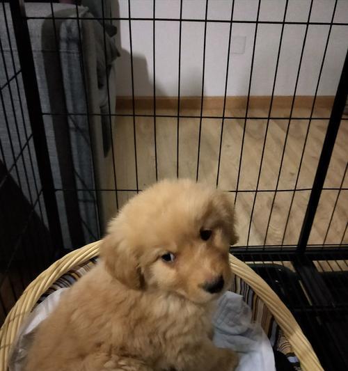 狗狗细小病毒的危害与预防（如何识别狗狗患上细小病毒）