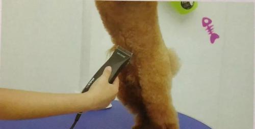 狗狗腹毛生长周期探究（以宠物为主的毛发生长规律研究）