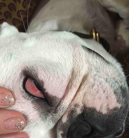 狗狗眼睛和脸肿了怎么办（教你如何处理宠物出现的突发情况）