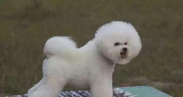 揭秘比熊犬喜欢夹尾巴的原因（探究宠物犬夹尾巴行为的真正含义）