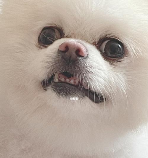博美犬牙齿缺失的原因和解决方法（宠物牙齿健康的重要性）