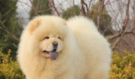 松狮犬乱咬东西？这些对策可以解决！（松狮犬、乱咬、对策、宠物）