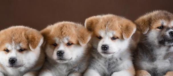 如何让秋田犬记住自己的名字？（培养宠物的命名反应能力，加深主人与宠物之间的感情）
