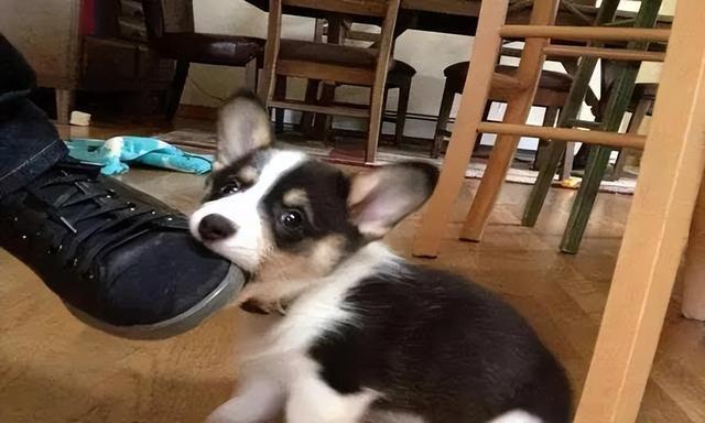 宠物缺钙的危害与预防方法（以柯基犬为例，详解缺钙的表现及补钙技巧）