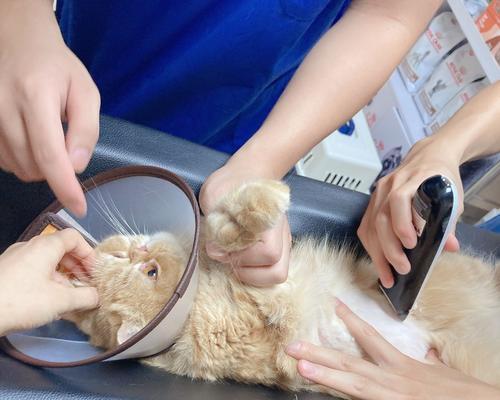 深圳猫咪生化猫咪制作费用详解（宠物猫咪变身生化猫咪，你需要了解的事情）
