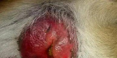 如何缓解狗狗肛门松动引起的疼痛和肛门红肿